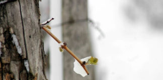 Hófödte hajtások Szent György nap előtt
