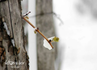 Hófödte hajtások Szent György nap előtt