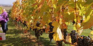 Hogy alakult a betakarítás 2017-ben?