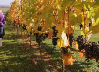 Hogy alakult a betakarítás 2017-ben?