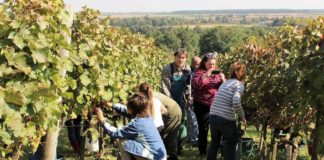 Lukácsházán is szüretelnek