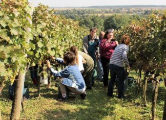 Lukácsházán is szüretelnek