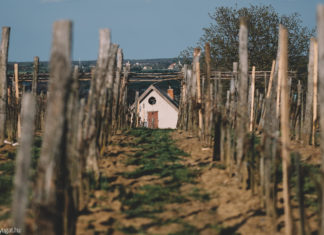 Területi borverseny /Lukácsháza/ 2018