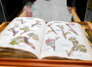 Roll up kiállításon a szőlős hagyomány