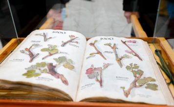 Egyedülálló szokás Szent György napján Kőszegen