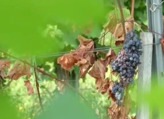 Korai tőkeelhalás a szőlőkben