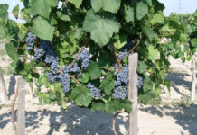 A szőlő rezisztencianemesítésének kezdete