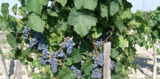 A szőlő rezisztencianemesítésének kezdete