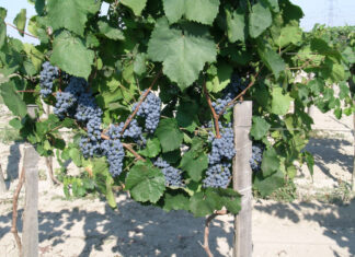 A szőlő rezisztencianemesítésének kezdete