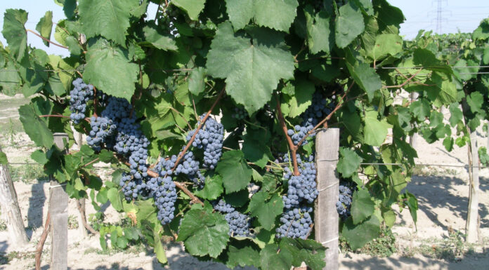 A szőlő rezisztencianemesítésének kezdete