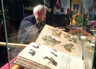 Berajzolják a hajtásokat