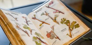 A mindenkori bíró hatalmát is szimbolizálta a Szőlő Jövésnek Könyve