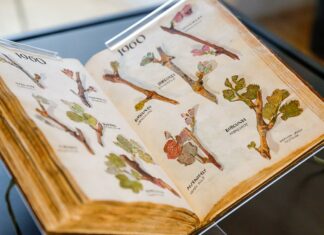 A mindenkori bíró hatalmát is szimbolizálta a Szőlő Jövésnek Könyve