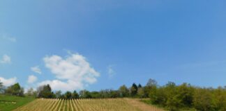 Gyümölcsfa és szőlőtelepítés