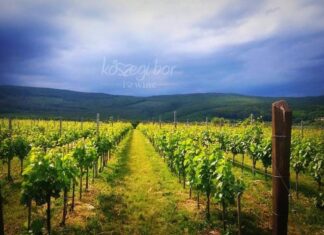 Borkóstoló a Stefanich Pincészetnél