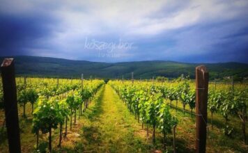 Borkóstoló a Stefanich Pincészetnél