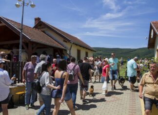 Bortúra az Alpok lábánál