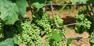 Támogatott a zöldszüret