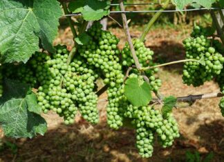 Támogatott a zöldszüret