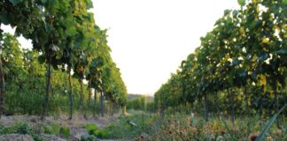 Túlkínálat borból