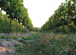 Túlkínálat borból