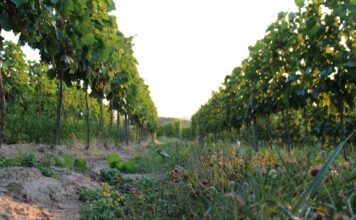 Túlkínálat borból