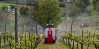 Kitartó peronoszpóra, ébredező botritisz