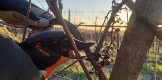 Megkezdték a szőlő és a gyümölcsfák metszését