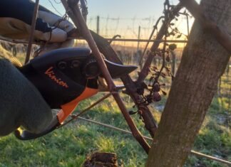 Megkezdték a szőlő és a gyümölcsfák metszését