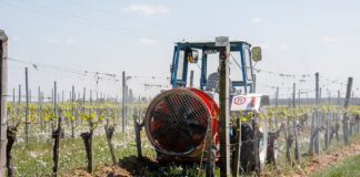 Zöldül a szőlő Kőszegen