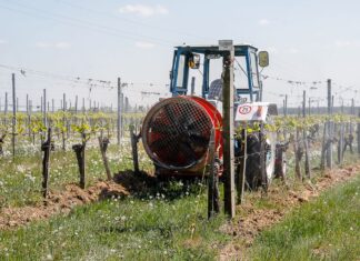 Zöldül a szőlő Kőszegen