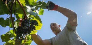 Bejártuk a csepregi hegyet a mezőőrrel, aki nem győzi riogatni a madarakat Horváth Gábor ellenőrzi a szőlőt