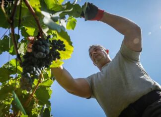 Bejártuk a csepregi hegyet a mezőőrrel, aki nem győzi riogatni a madarakat Horváth Gábor ellenőrzi a szőlőt