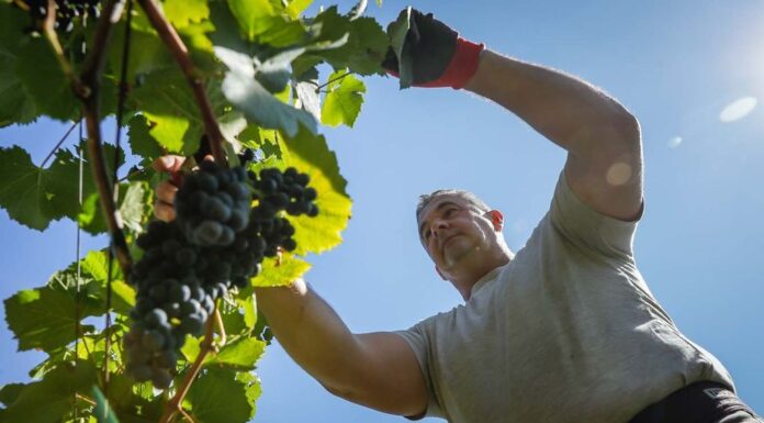 Bejártuk a csepregi hegyet a mezőőrrel, aki nem győzi riogatni a madarakat Horváth Gábor ellenőrzi a szőlőt