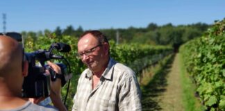 Jégkár a szőlőben