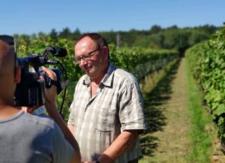 Jégkár a szőlőben