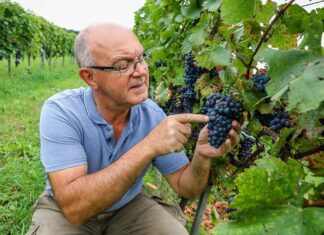 Rájár a rúd a vasi szőlősgazdákra