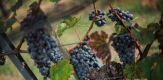 Kalandos esztendő 2020