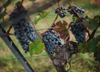 Kalandos esztendő 2020