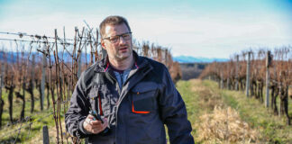 A szőlőhegyeken most van itt az ideje az egyik legfontosabb munkának