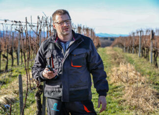A szőlőhegyeken most van itt az ideje az egyik legfontosabb munkának