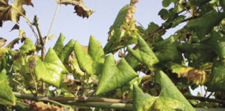 Karantén károsítók a szőlőben, avagy mit is jelent a növényegészségügyi zárlat