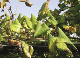 Karantén károsítók a szőlőben, avagy mit is jelent a növényegészségügyi zárlat