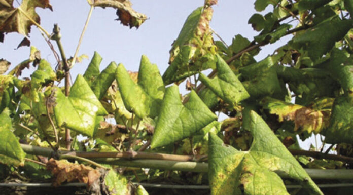 Karantén károsítók a szőlőben, avagy mit is jelent a növényegészségügyi zárlat