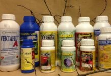 Lemosó permetezés szőlőben – Mikor? Mivel? Hogyan? Miért?