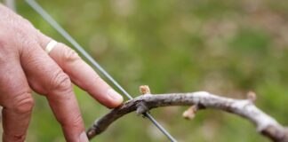 Robbanásszerűen fog kihajtani a szőlő? – Körbenéztünk Vas megyében