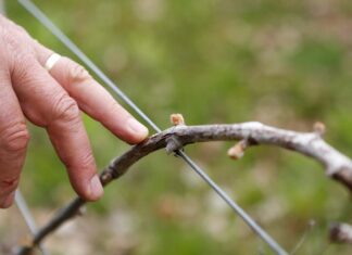 Robbanásszerűen fog kihajtani a szőlő? – Körbenéztünk Vas megyében