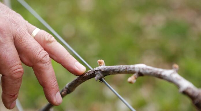 Robbanásszerűen fog kihajtani a szőlő? – Körbenéztünk Vas megyében