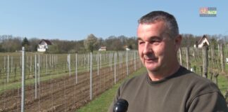 Szőlőmegújítás a csepregi szőlőhegyen