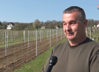 Szőlőmegújítás a csepregi szőlőhegyen